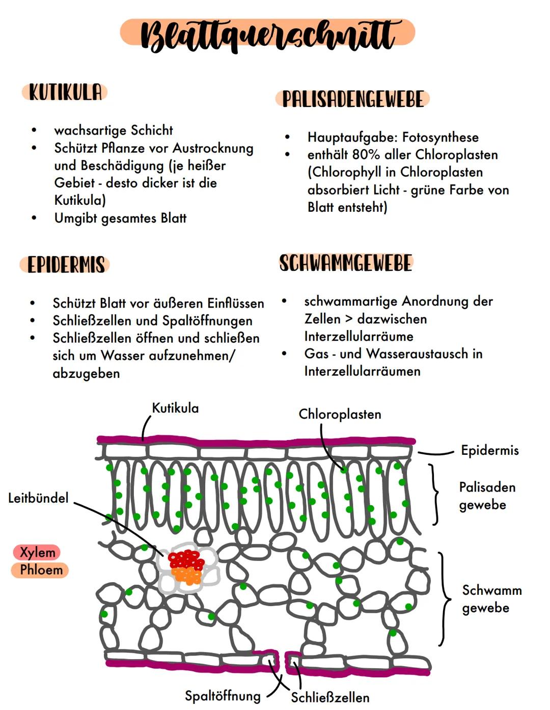 KUTIKULA
wachsartige Schicht
Schützt Pflanze vor Austrocknung
und Beschädigung (je heißer
Gebiet - desto dicker ist die
Kutikula)
Umgibt ges
