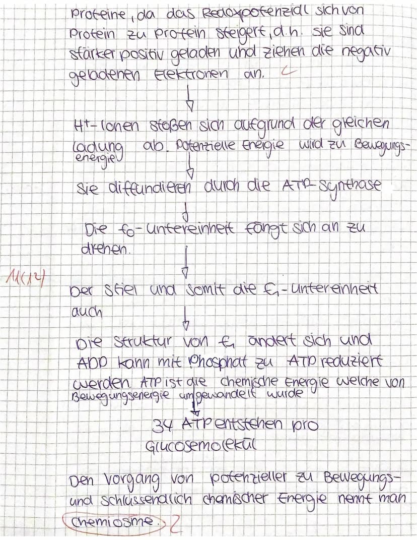 1. Klausur Biologie GK Q1, 135 Minuten,
M1: Atmungskette (A) und Zyankali (B)
A:
Intermembranraum
Innen-
membran
Proteinkomplex I
NADH+H NAD