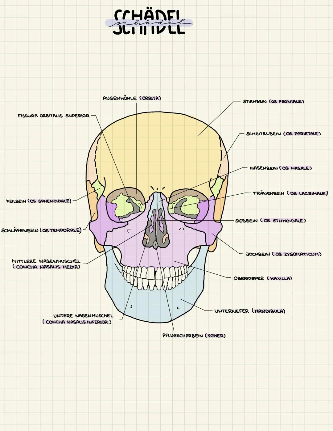# CCHÄDFI

hade

# JLI II IVLL

AUGENHÖHLE (ORBITA)

STIRNBEIN (OS FRONTALE)

FISSURA ORBITALIS SUPERIOR

KEILBEIN (OS SPHENOIDALE)

SCHEITE