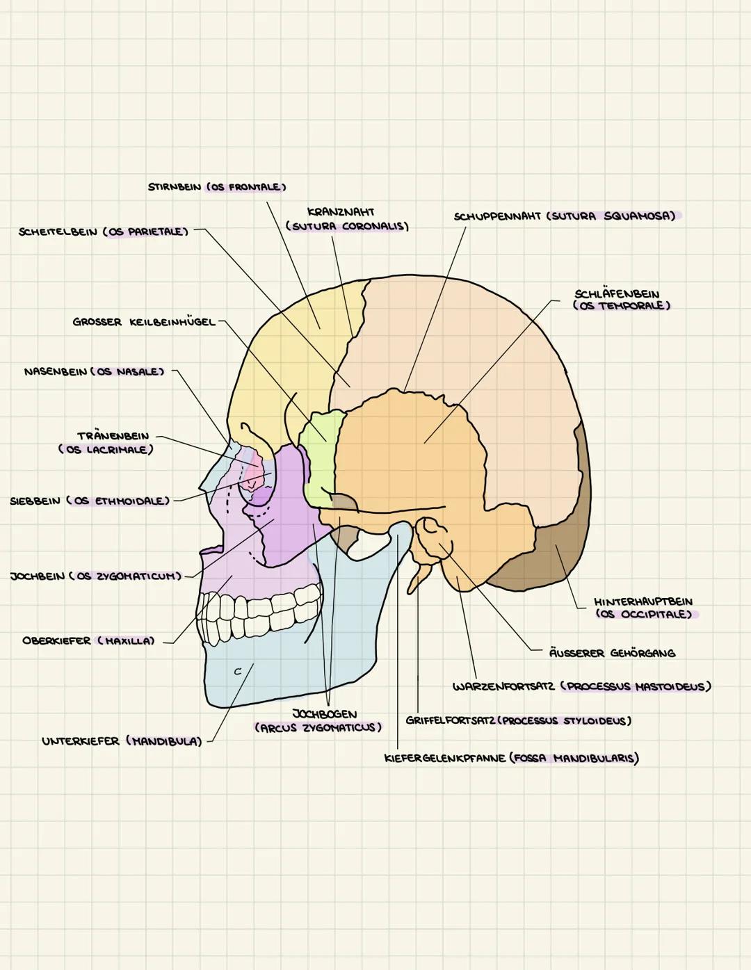 # CCHÄDFI

hade

# JLI II IVLL

AUGENHÖHLE (ORBITA)

STIRNBEIN (OS FRONTALE)

FISSURA ORBITALIS SUPERIOR

KEILBEIN (OS SPHENOIDALE)

SCHEITE