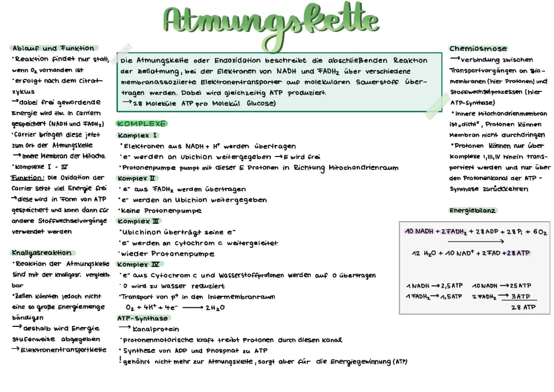 Atmungskette einfach erklärt: Funktion, Ablauf und Bilanz der Zellatmung