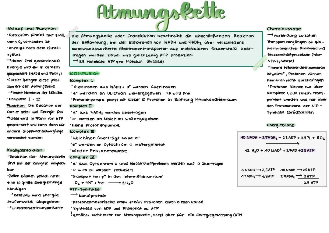 Atmungskette einfach erklärt: Funktion, Ablauf und Bilanz der Zellatmung