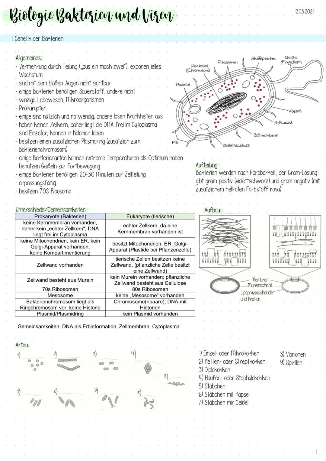 Biologic Bakterien und Viren
1. Genetik der Bakterien
Allgemeines
-Vermehrung durch Teilung (,,aus ein mach zwei"), exponentielles
Wachstum
