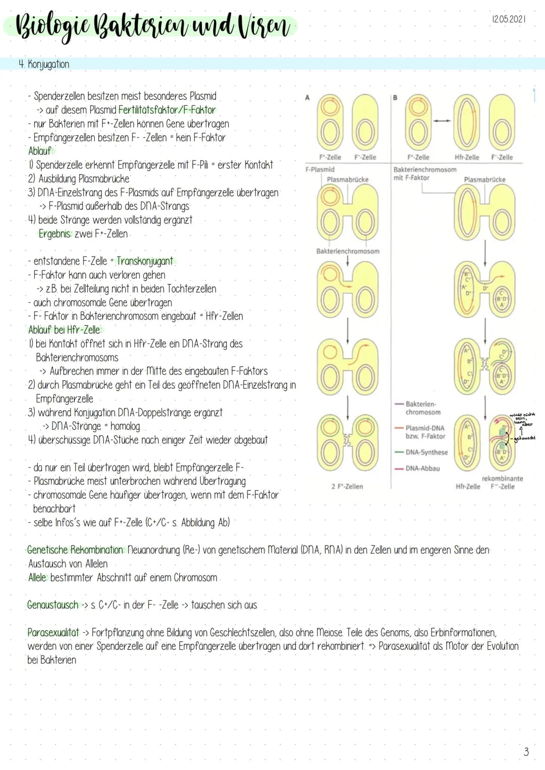 Biologic Bakterien und Viren
1. Genetik der Bakterien
Allgemeines
-Vermehrung durch Teilung (,,aus ein mach zwei"), exponentielles
Wachstum
