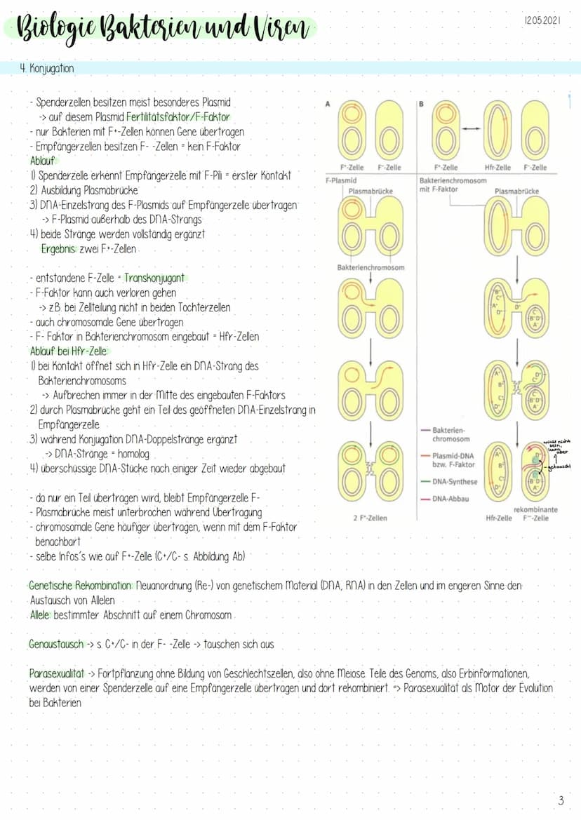 Biologic Bakterien und Viren
1. Genetik der Bakterien
Allgemeines
-Vermehrung durch Teilung (,,aus ein mach zwei"), exponentielles
Wachstum
