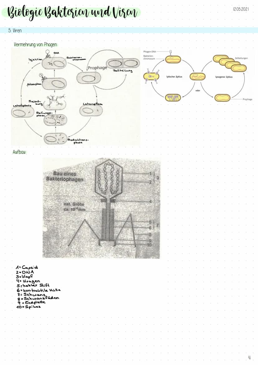 Biologic Bakterien und Viren
1. Genetik der Bakterien
Allgemeines
-Vermehrung durch Teilung (,,aus ein mach zwei"), exponentielles
Wachstum
