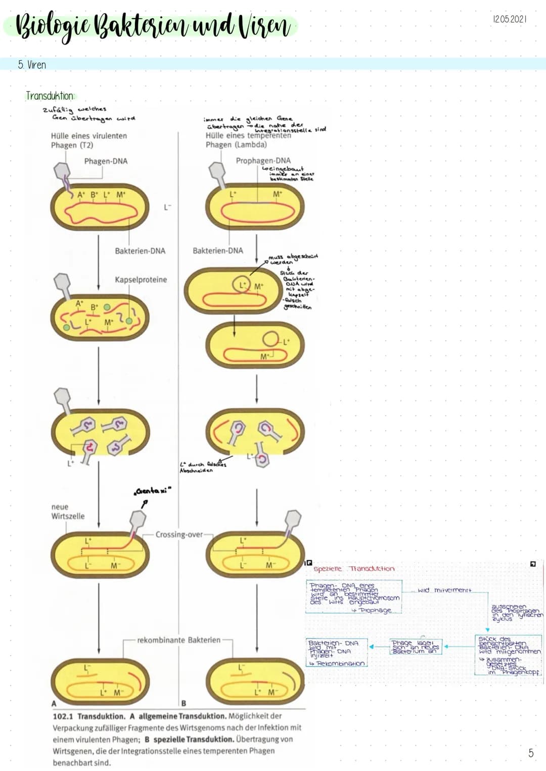 Biologic Bakterien und Viren
1. Genetik der Bakterien
Allgemeines
-Vermehrung durch Teilung (,,aus ein mach zwei"), exponentielles
Wachstum
