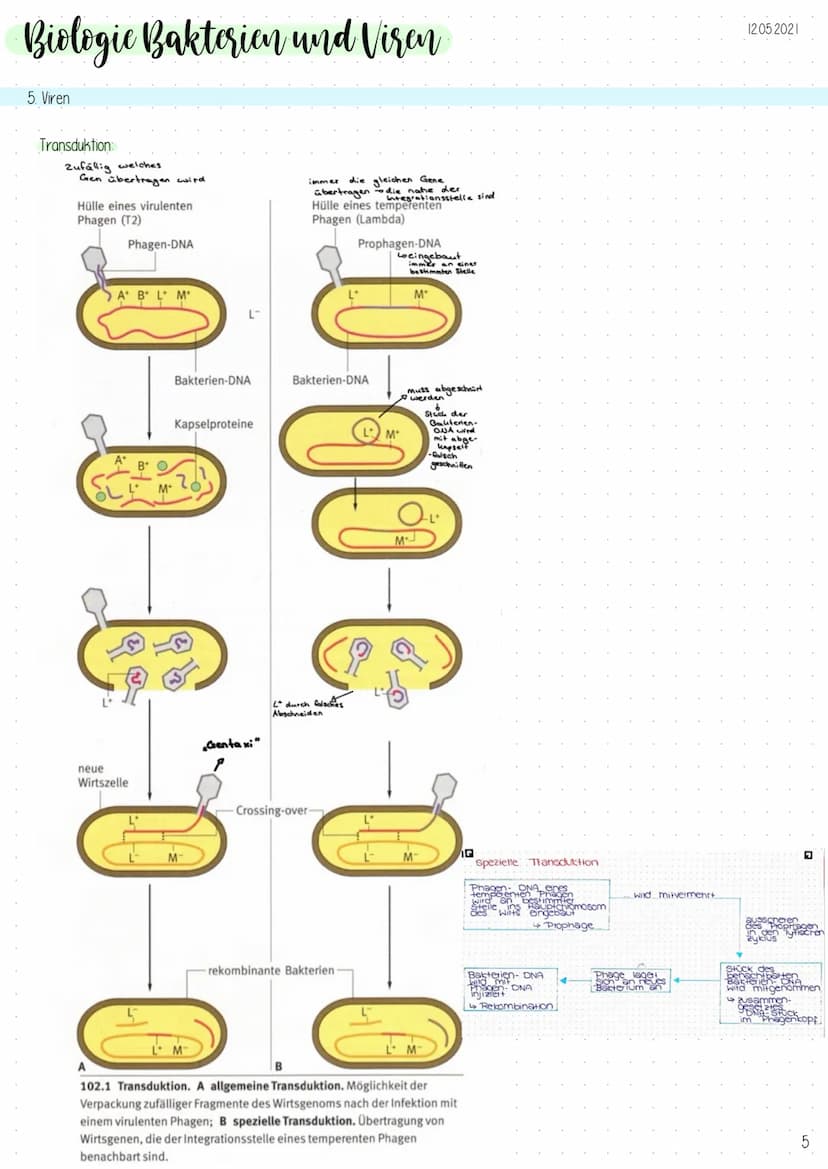Biologic Bakterien und Viren
1. Genetik der Bakterien
Allgemeines
-Vermehrung durch Teilung (,,aus ein mach zwei"), exponentielles
Wachstum
