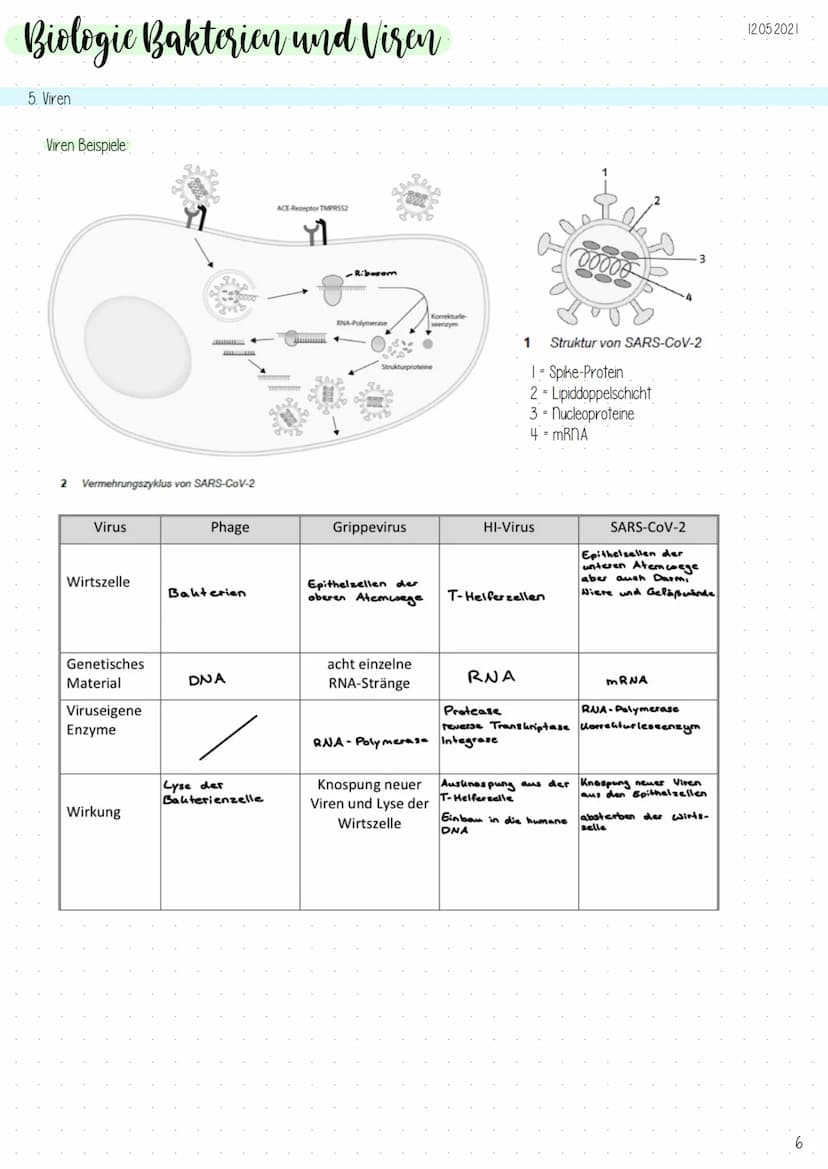Biologic Bakterien und Viren
1. Genetik der Bakterien
Allgemeines
-Vermehrung durch Teilung (,,aus ein mach zwei"), exponentielles
Wachstum
