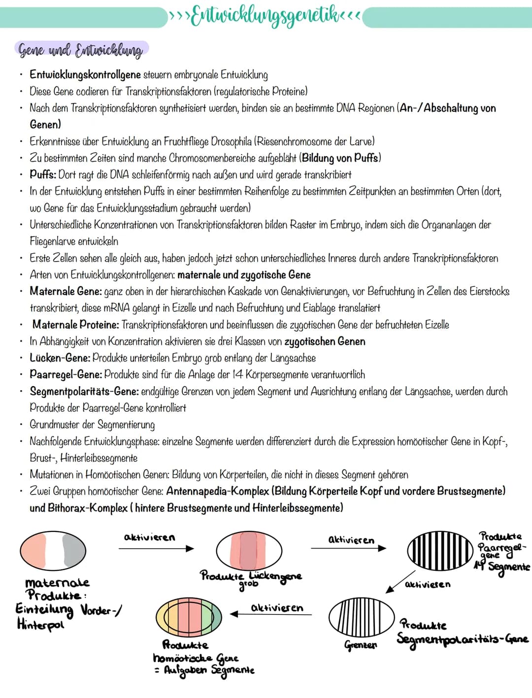 
<p>If you need a comprehensive summary of genetics in biology, you can download a helpful PDF document on "genetik biologie klasse 10 zusam