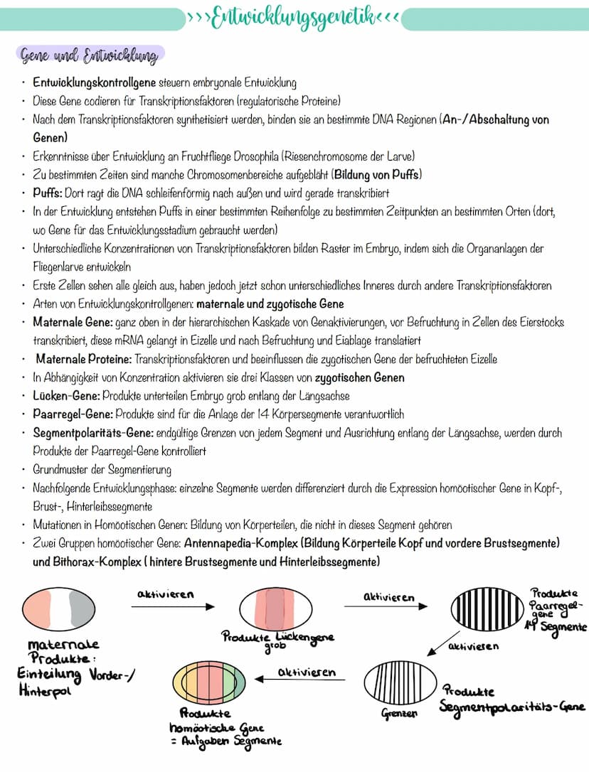 
<p>If you need a comprehensive summary of genetics in biology, you can download a helpful PDF document on "genetik biologie klasse 10 zusam