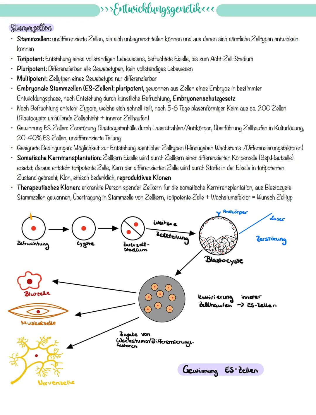 
<p>If you need a comprehensive summary of genetics in biology, you can download a helpful PDF document on "genetik biologie klasse 10 zusam