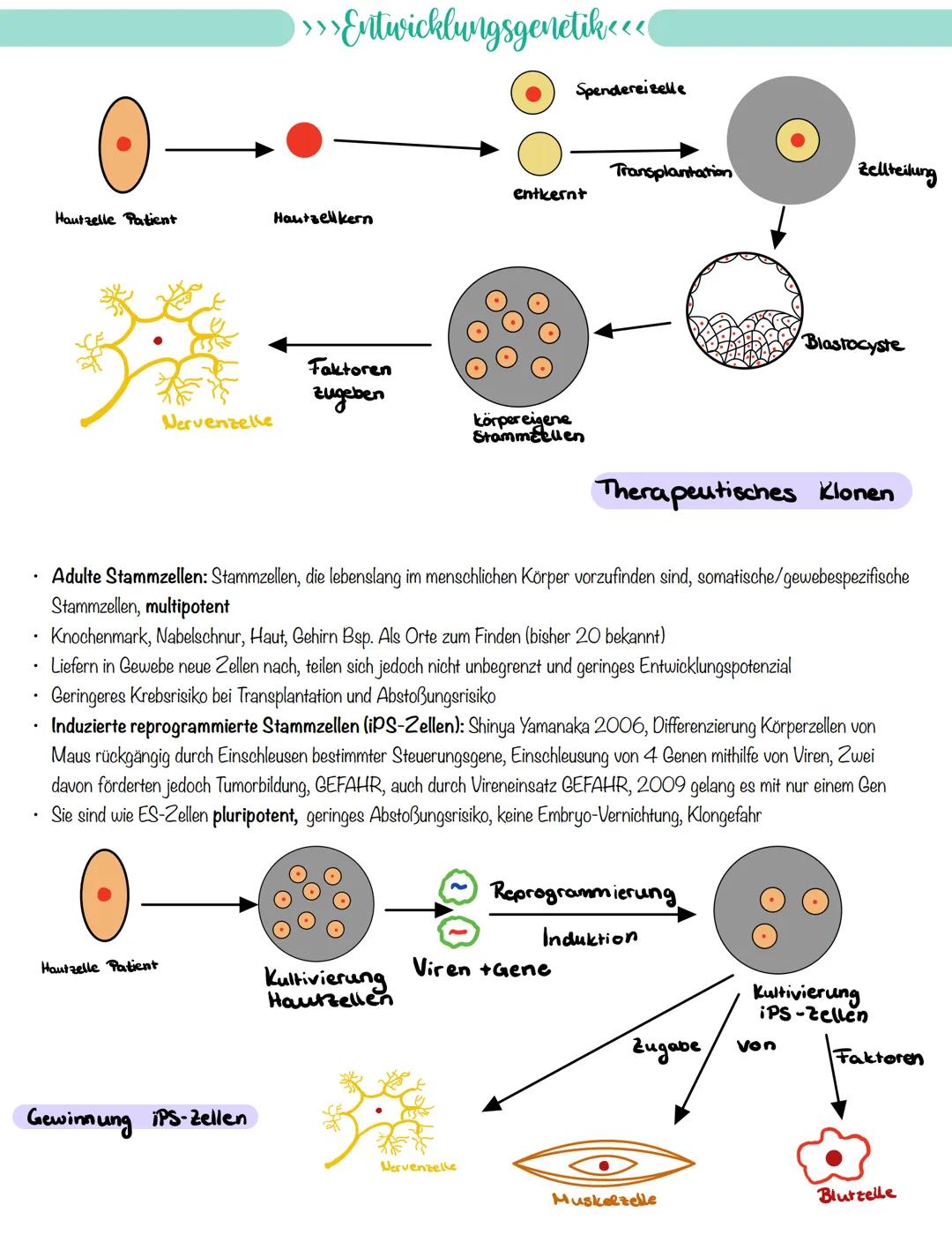 
<p>If you need a comprehensive summary of genetics in biology, you can download a helpful PDF document on "genetik biologie klasse 10 zusam