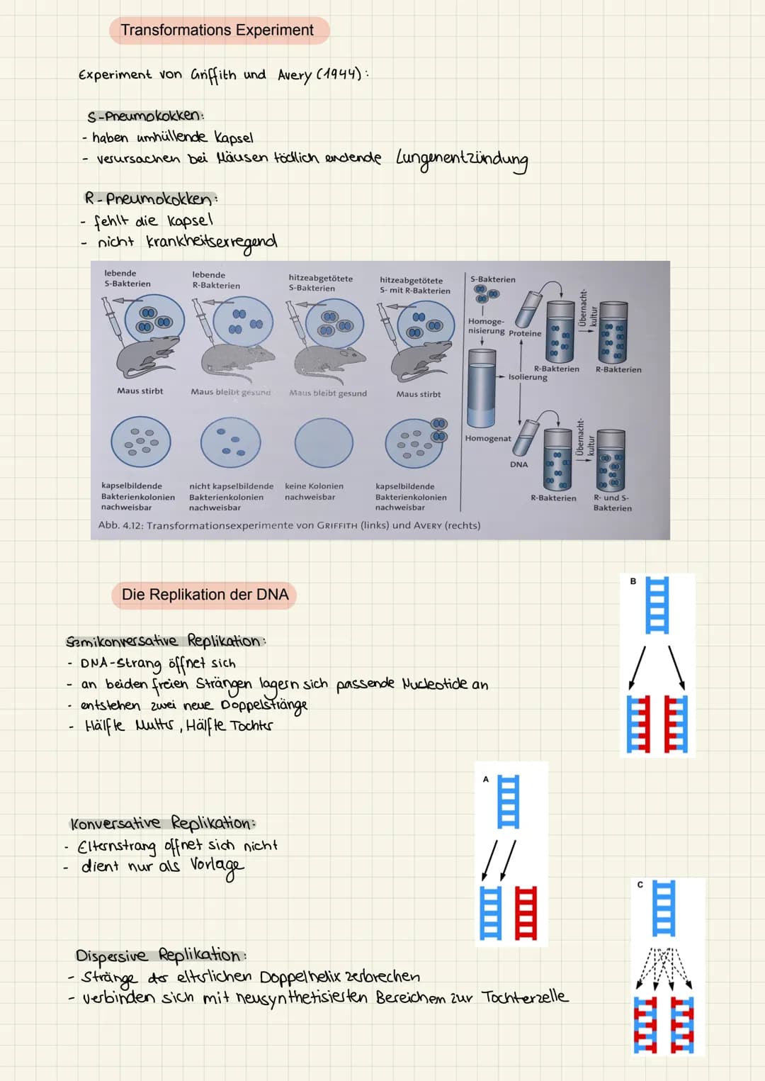 2.KA Biologie Themen
1. Enzyme:
2. Genektik:
✓
V
Katalysator ✓
Struktur
Funktion
Hemmung
V
Enzym regulation ✓
2. KA Biologie
Aufbau der ONA
