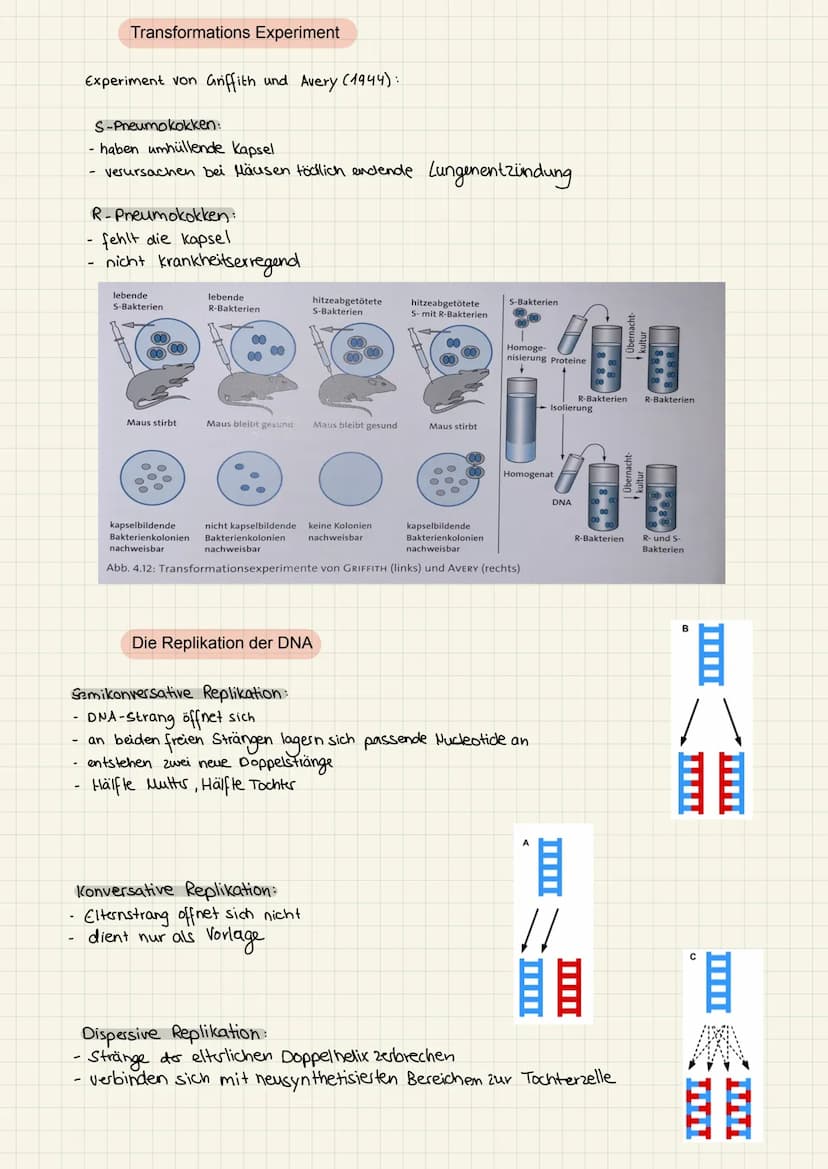 2.KA Biologie Themen
1. Enzyme:
2. Genektik:
✓
V
Katalysator ✓
Struktur
Funktion
Hemmung
V
Enzym regulation ✓
2. KA Biologie
Aufbau der ONA
