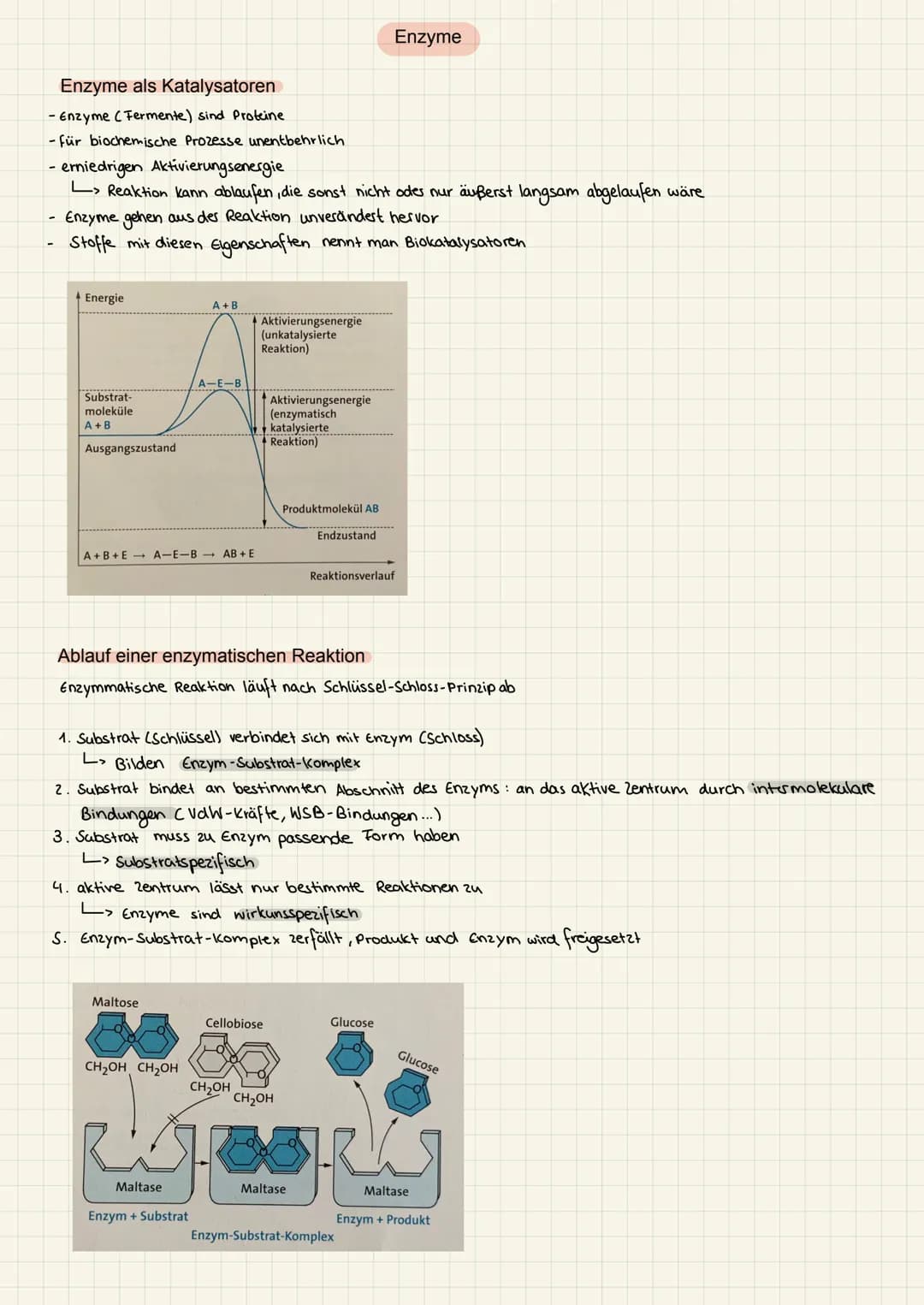 2.KA Biologie Themen
1. Enzyme:
2. Genektik:
✓
V
Katalysator ✓
Struktur
Funktion
Hemmung
V
Enzym regulation ✓
2. KA Biologie
Aufbau der ONA
