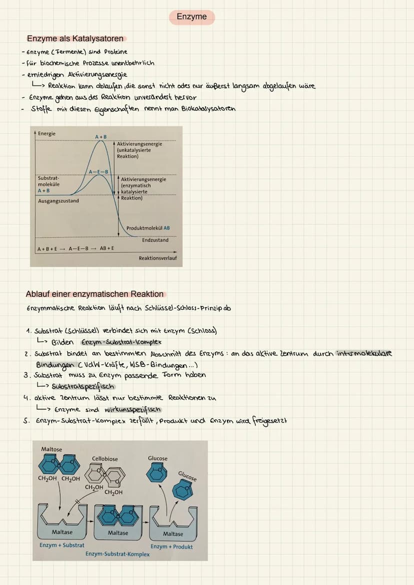 2.KA Biologie Themen
1. Enzyme:
2. Genektik:
✓
V
Katalysator ✓
Struktur
Funktion
Hemmung
V
Enzym regulation ✓
2. KA Biologie
Aufbau der ONA
