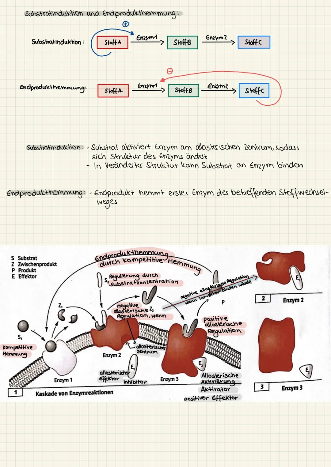 2.KA Biologie Themen
1. Enzyme:
2. Genektik:
✓
V
Katalysator ✓
Struktur
Funktion
Hemmung
V
Enzym regulation ✓
2. KA Biologie
Aufbau der ONA
