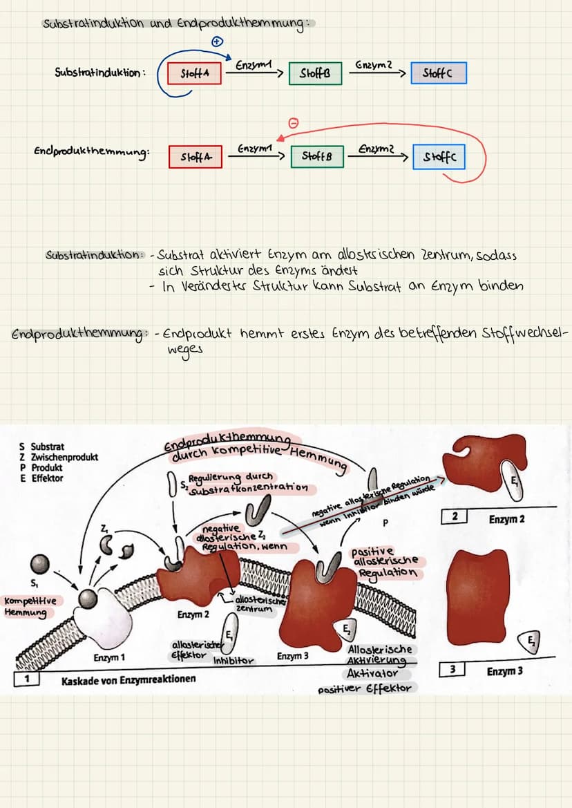 2.KA Biologie Themen
1. Enzyme:
2. Genektik:
✓
V
Katalysator ✓
Struktur
Funktion
Hemmung
V
Enzym regulation ✓
2. KA Biologie
Aufbau der ONA
