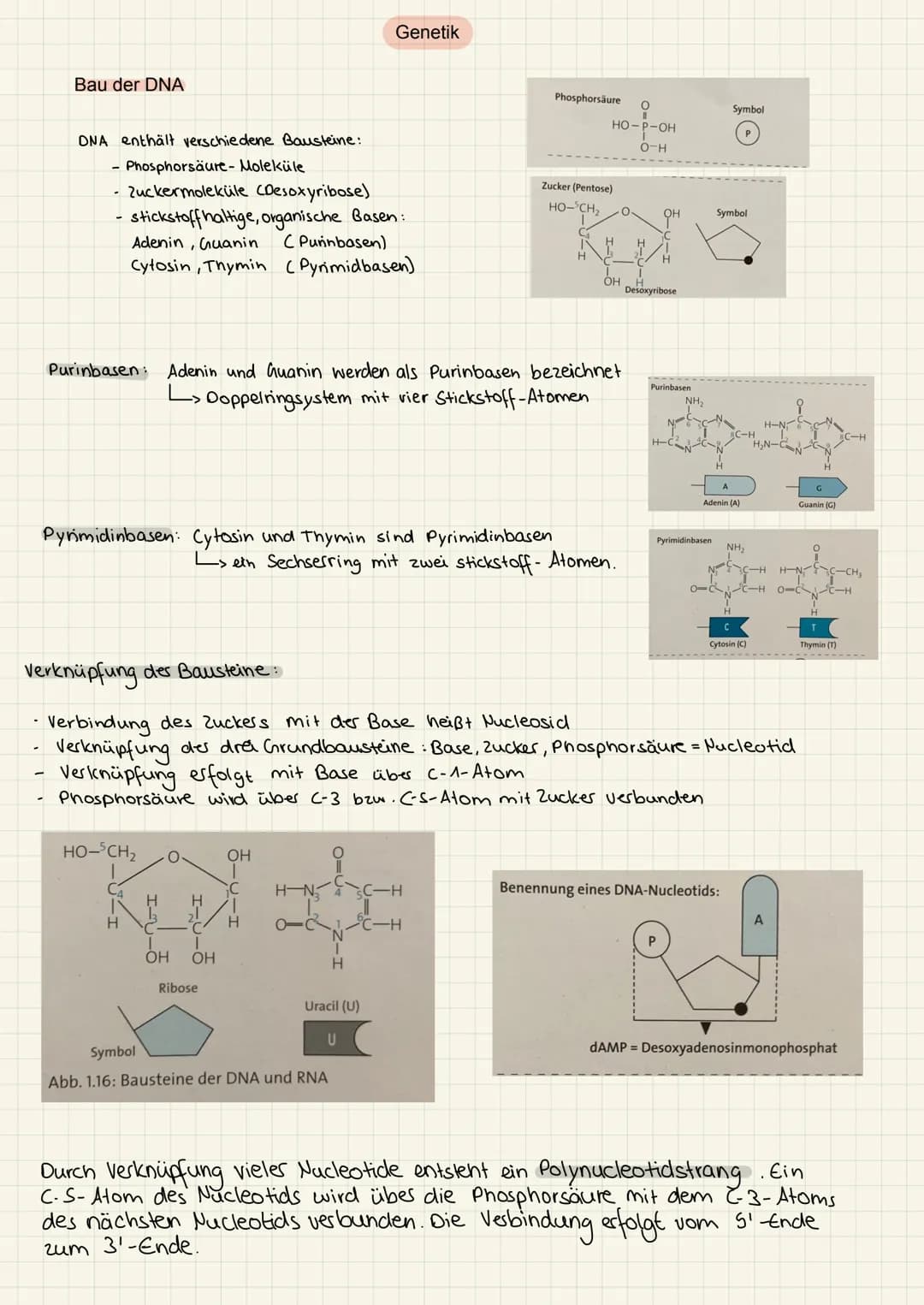 2.KA Biologie Themen
1. Enzyme:
2. Genektik:
✓
V
Katalysator ✓
Struktur
Funktion
Hemmung
V
Enzym regulation ✓
2. KA Biologie
Aufbau der ONA
