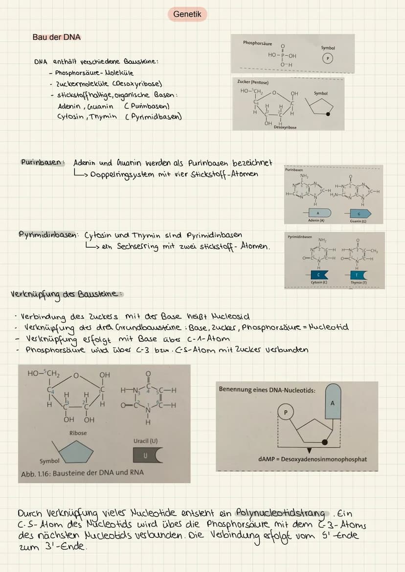 2.KA Biologie Themen
1. Enzyme:
2. Genektik:
✓
V
Katalysator ✓
Struktur
Funktion
Hemmung
V
Enzym regulation ✓
2. KA Biologie
Aufbau der ONA
