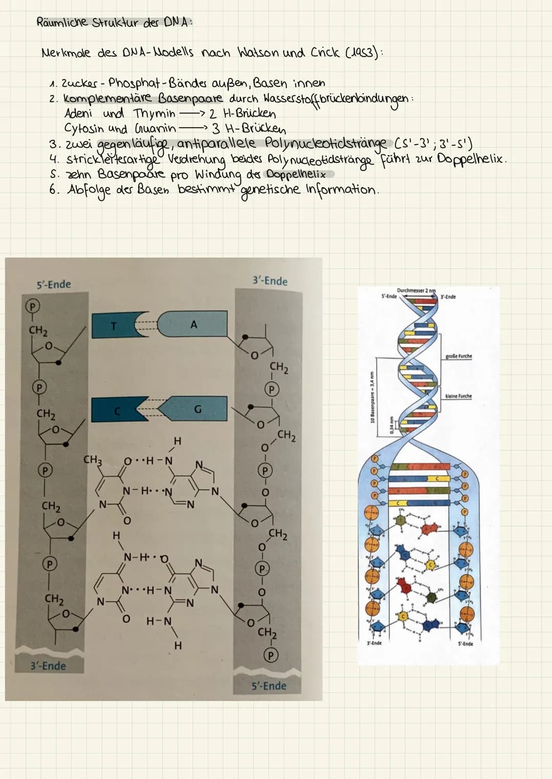 2.KA Biologie Themen
1. Enzyme:
2. Genektik:
✓
V
Katalysator ✓
Struktur
Funktion
Hemmung
V
Enzym regulation ✓
2. KA Biologie
Aufbau der ONA
