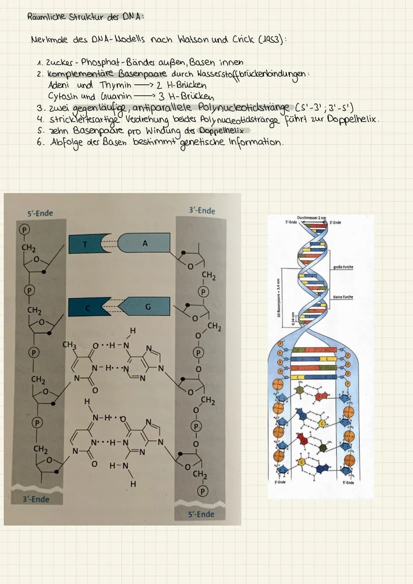 2.KA Biologie Themen
1. Enzyme:
2. Genektik:
✓
V
Katalysator ✓
Struktur
Funktion
Hemmung
V
Enzym regulation ✓
2. KA Biologie
Aufbau der ONA
