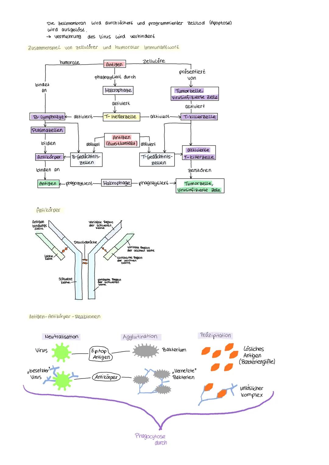 # Immunbiologie

Resistenz
Abwehrsystem
(unspezifisch) angeboren erworben Immunsystem
(spezifisch)
Barrieren (allgemein) Selektiv Zellular h