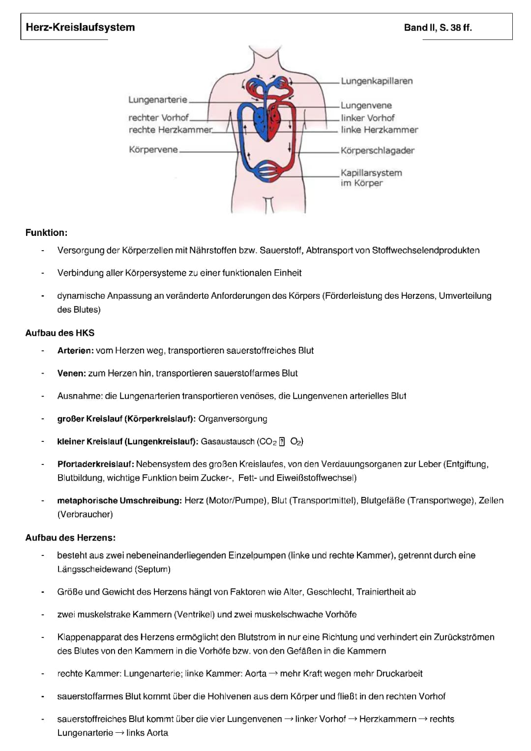 Herz-Kreislaufsystem 