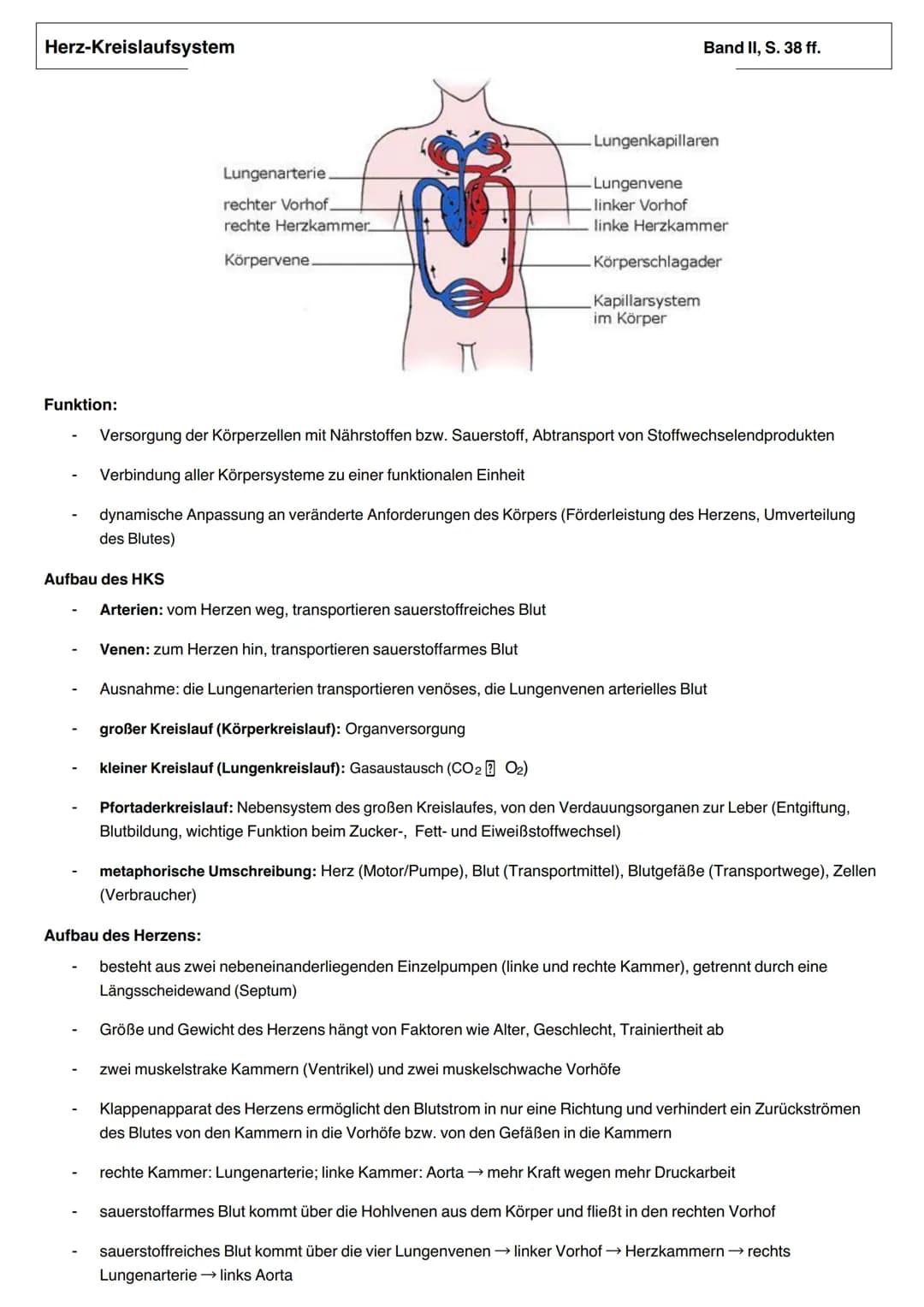 Herz-Kreislaufsystem
Funktion:
Lungenarterie.
Aufbau des HKS
rechter Vorhof.
rechte Herzkammer_
Körpervene.
Band II, S. 38 ff.
Lungenkapilla