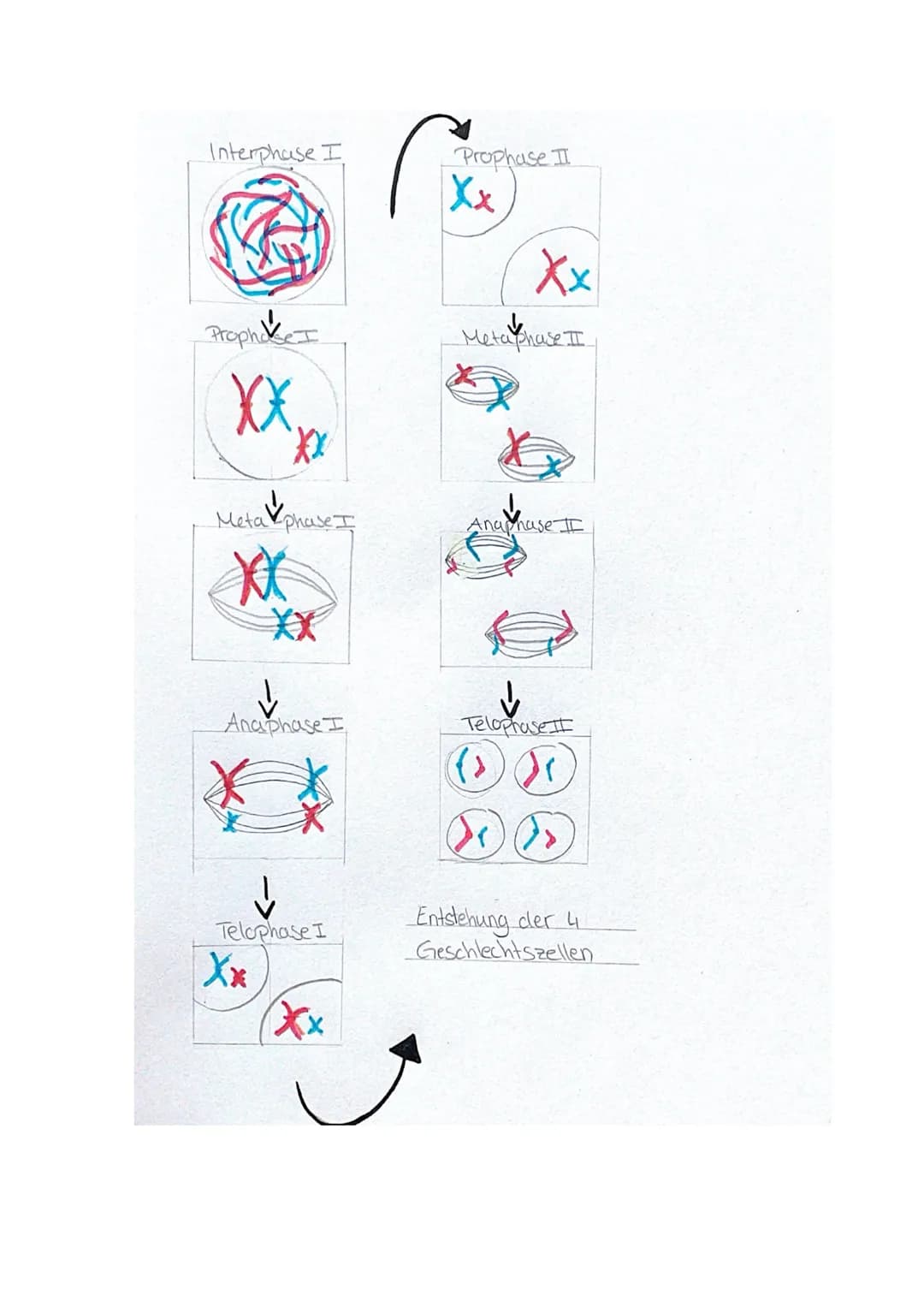 XX
X
(2)
Meiose
(4)
X
X
a) Benennen Sie die dargestellten Phasen der Meiose und erklären Sie diese kurz!
1 - Interphase und Prophase I
Die D