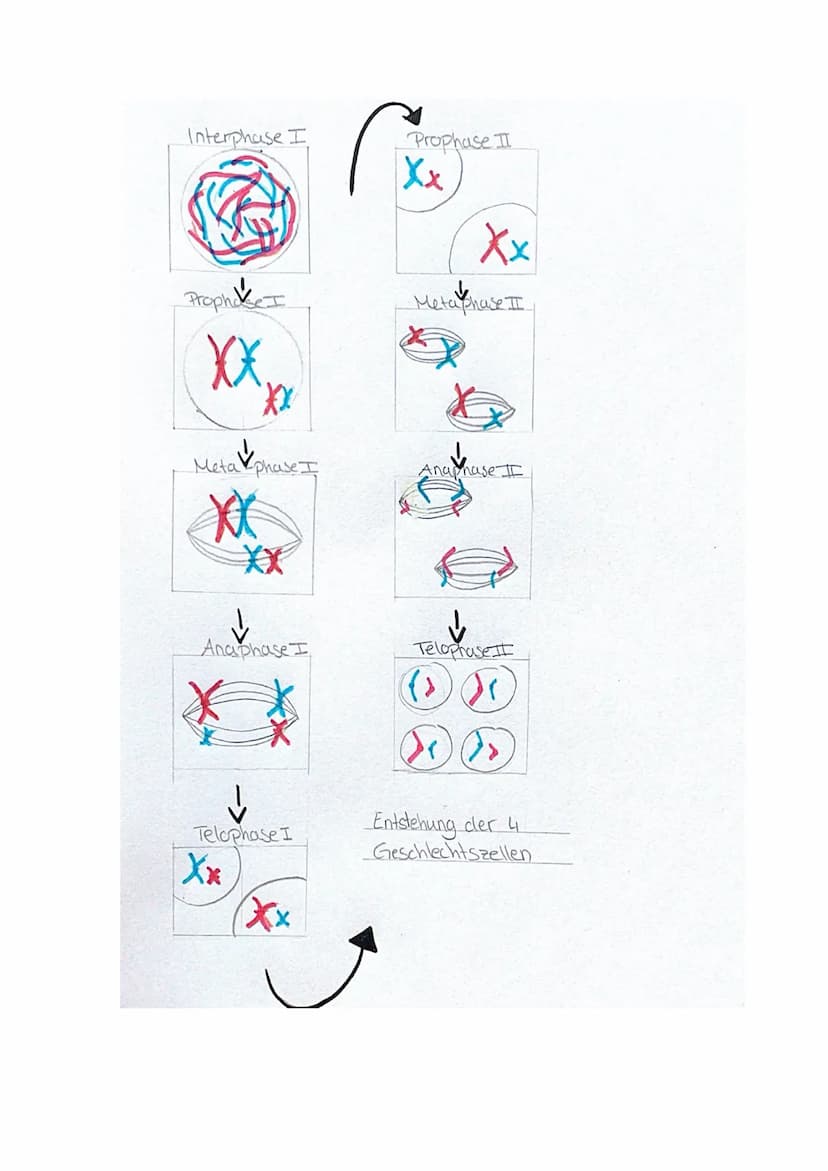 XX
X
(2)
Meiose
(4)
X
X
a) Benennen Sie die dargestellten Phasen der Meiose und erklären Sie diese kurz!
1 - Interphase und Prophase I
Die D