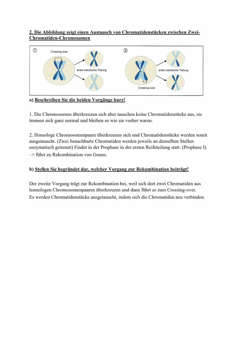 XX
X
(2)
Meiose
(4)
X
X
a) Benennen Sie die dargestellten Phasen der Meiose und erklären Sie diese kurz!
1 - Interphase und Prophase I
Die D