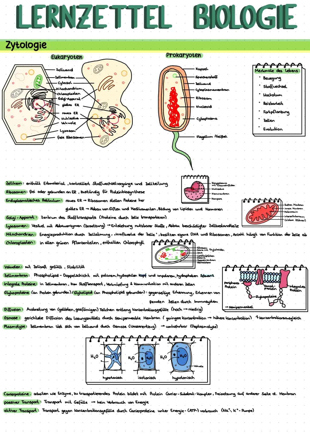 LERNZETTEL BIOLOGIE
Zytologie
Eukaryoten
Zellwand
-Zellmembron
Cytosol
+Mitochondrium.
Chloroplasten
•Golgi-Apparat-
glattes ER
roues ER
Nuk