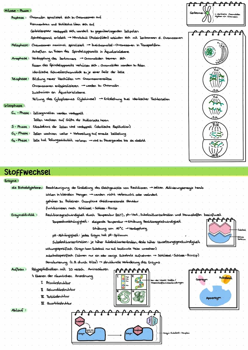 LERNZETTEL BIOLOGIE
Zytologie
Eukaryoten
Zellwand
-Zellmembron
Cytosol
+Mitochondrium.
Chloroplasten
•Golgi-Apparat-
glattes ER
roues ER
Nuk