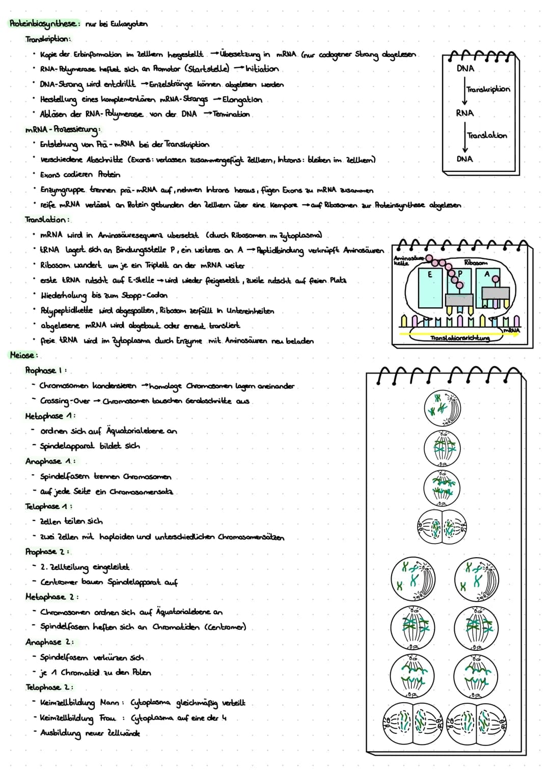 LERNZETTEL BIOLOGIE
Zytologie
Eukaryoten
Zellwand
-Zellmembron
Cytosol
+Mitochondrium.
Chloroplasten
•Golgi-Apparat-
glattes ER
roues ER
Nuk