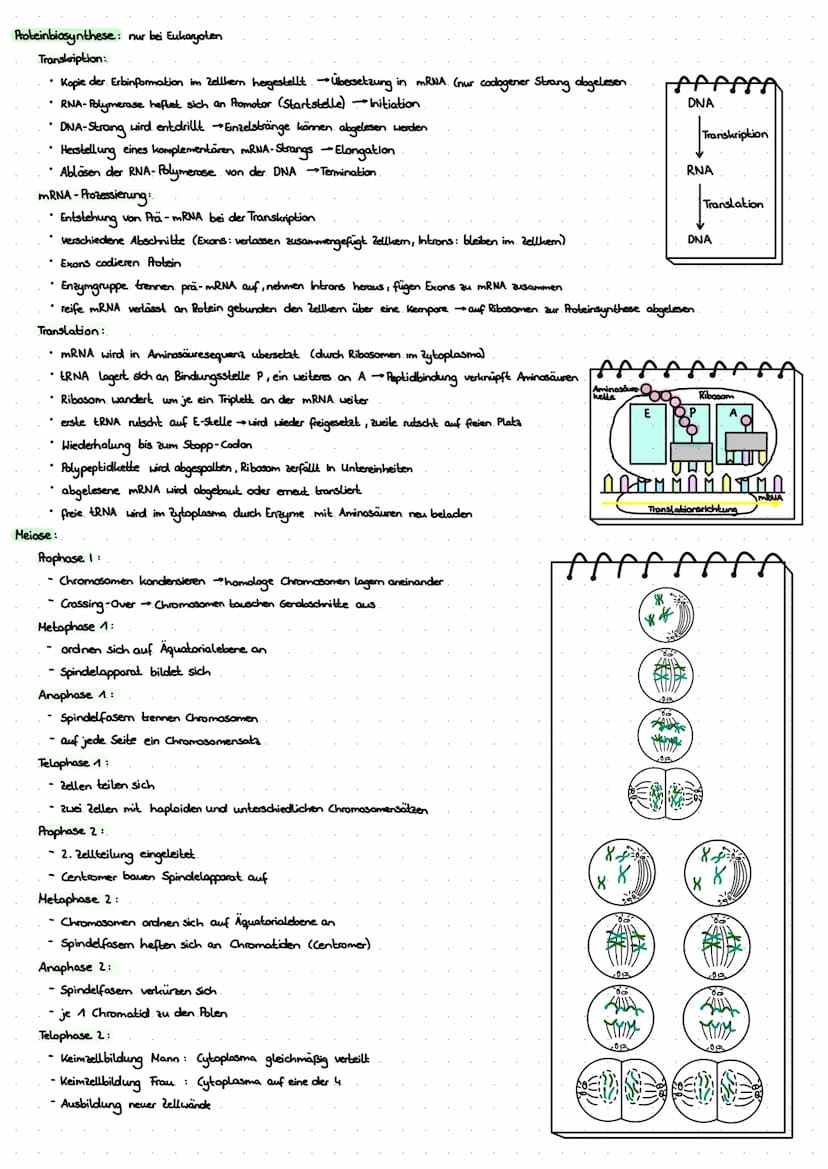 LERNZETTEL BIOLOGIE
Zytologie
Eukaryoten
Zellwand
-Zellmembron
Cytosol
+Mitochondrium.
Chloroplasten
•Golgi-Apparat-
glattes ER
roues ER
Nuk