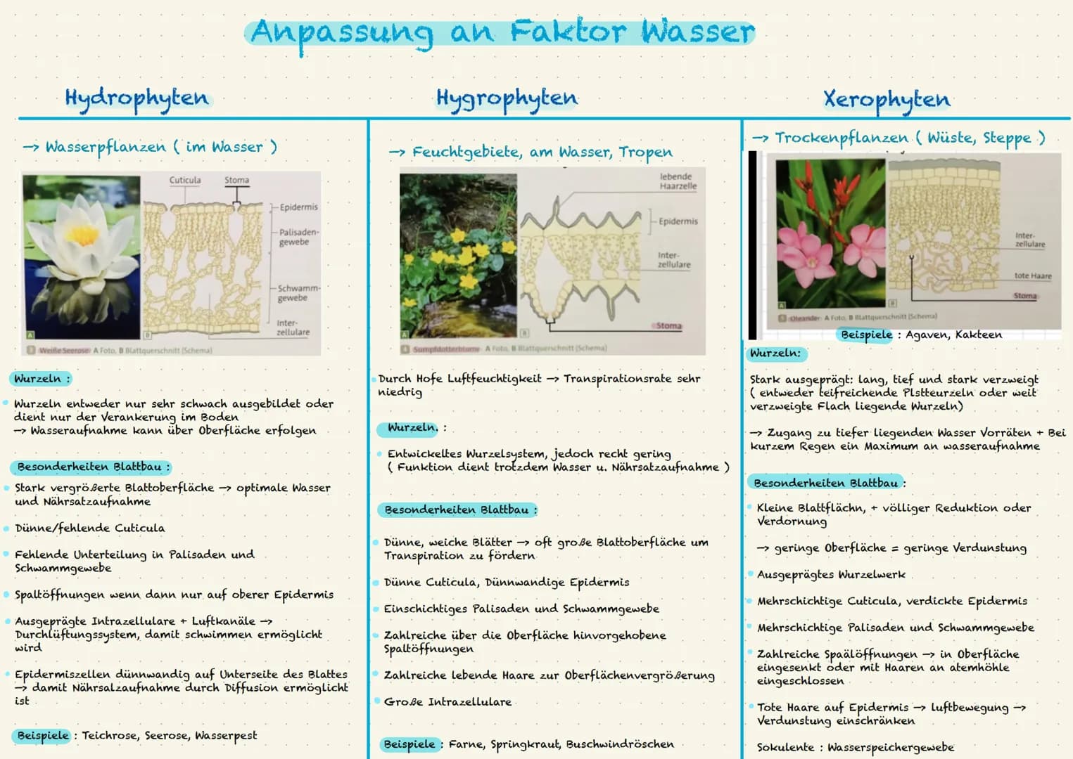 Hydrophyten
•
→ Wasserpflanzen ( im Wasser )
Weiße Seerose: A Foto, B Blattquerschnitt (Schema)
Wurzeln :
Anpassung an Faktor Wasser
Cuticul