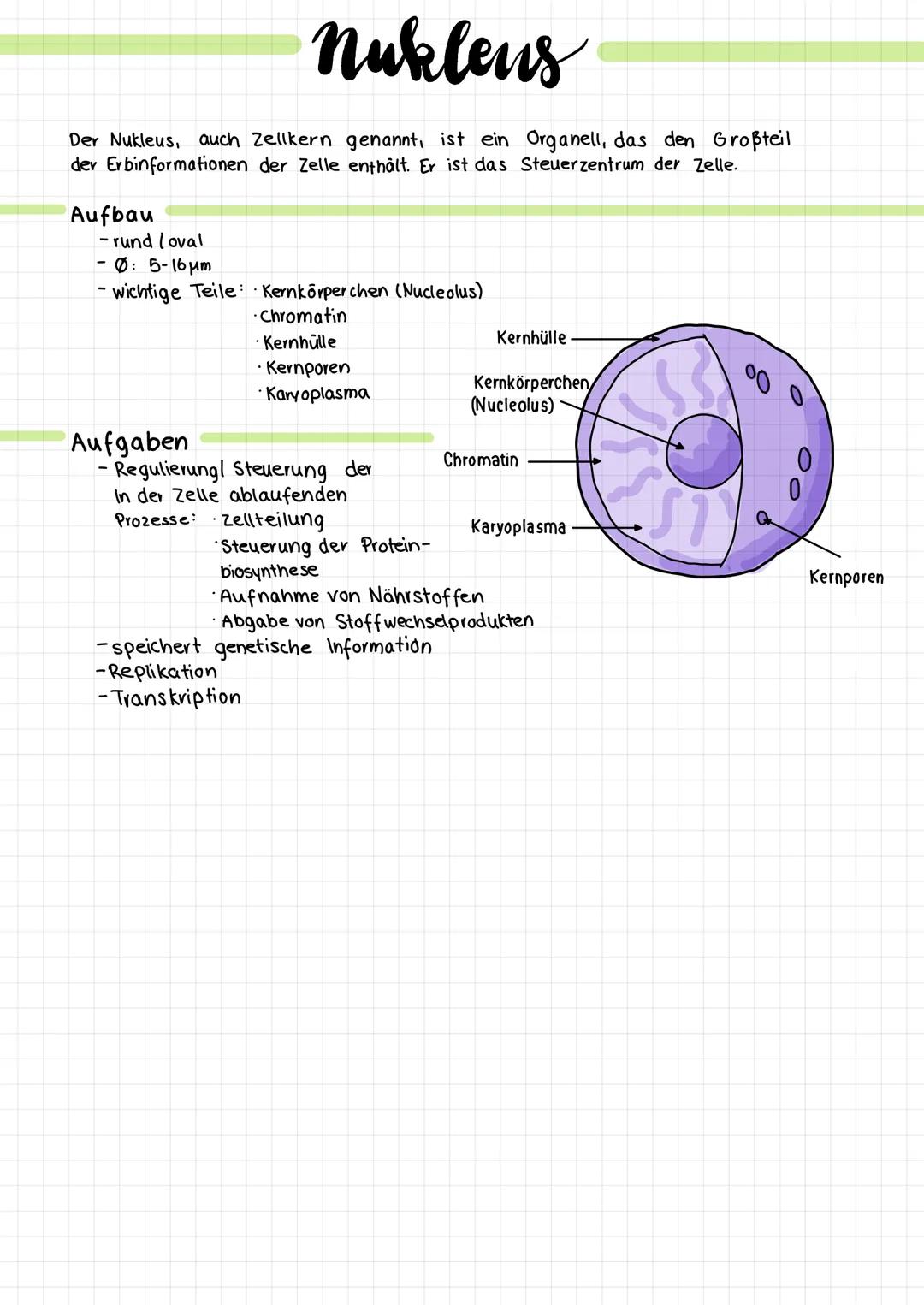 Der Nukleus, auch Zellkern genannt, ist ein
der Erbinformationen der Zelle enthält. Er ist das
Aufbau
- rund (oval
-Ø: 5-16μm
- wichtige Tei