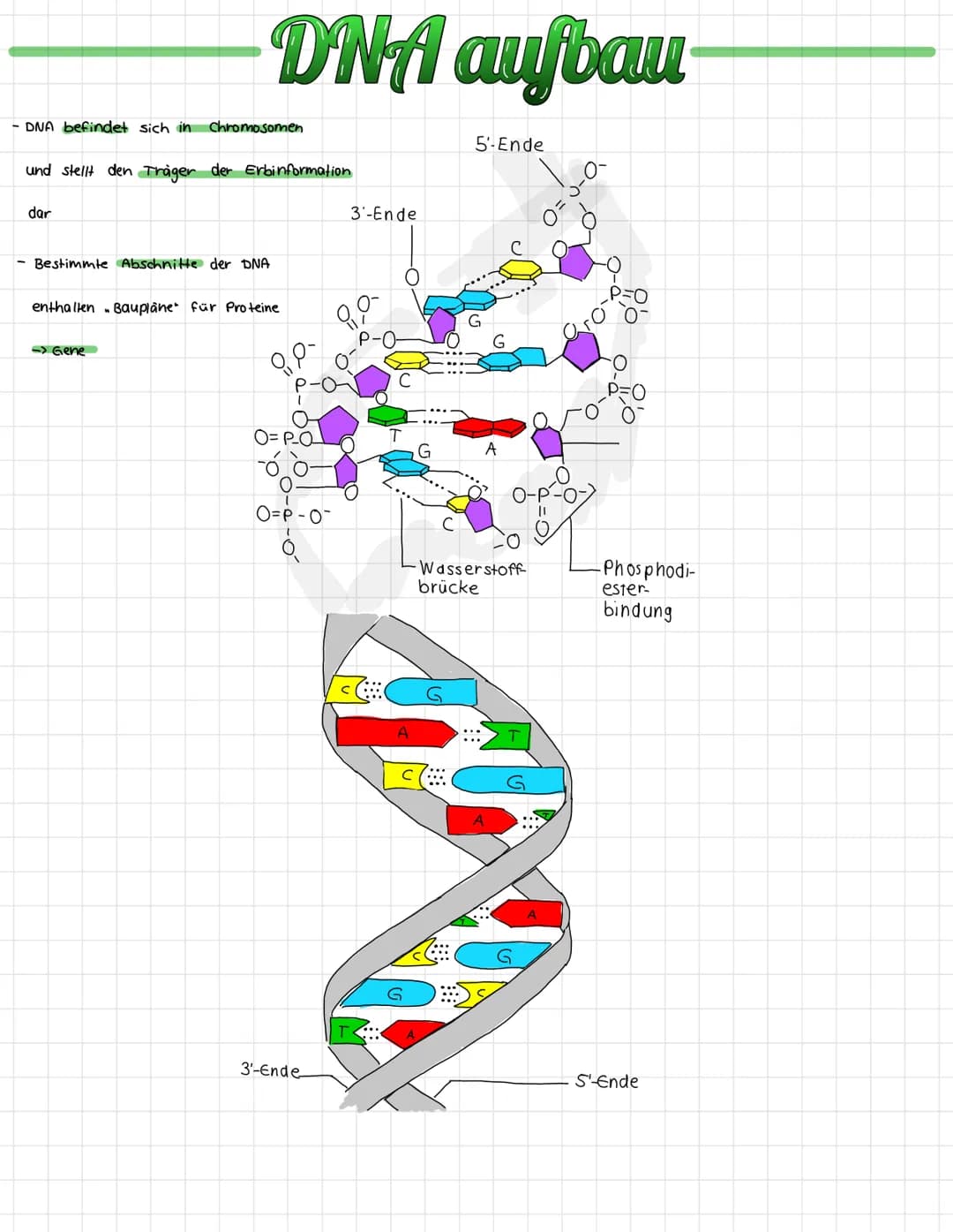 - DNA befindet sich in Chromosomen
und stellt den Träger der Erbinformation
dar
DNA aufbau
Bestimmte Abschnitte der DNA
enthalten Baupläne f