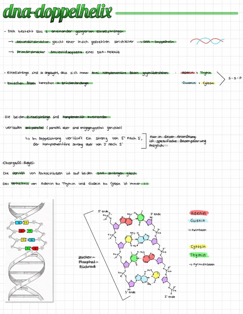 - DNA befindet sich in Chromosomen
und stellt den Träger der Erbinformation
dar
DNA aufbau
Bestimmte Abschnitte der DNA
enthalten Baupläne f