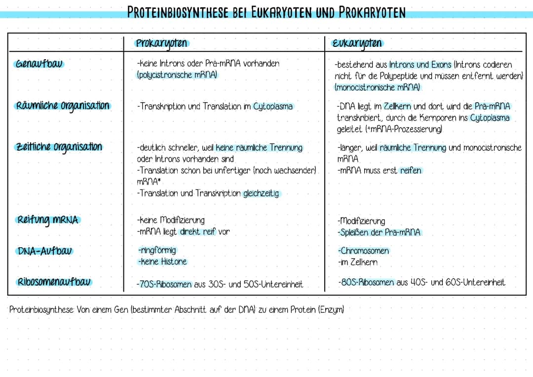 Proteinbiosynthese