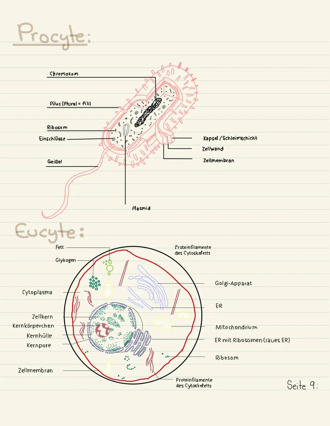 Klausurubung:
1.2.3
4
Der Zellkern
Vakuole
Chloroplasten
Mitochondrium
5
6
7
8 Golgi-Apparat
9 Procyte & Eucyte
10 Eukaryoten
11 Prokaryoten