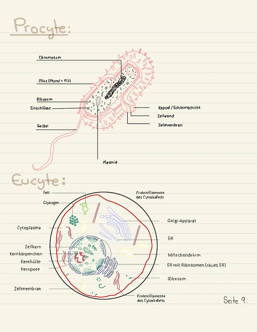 Klausurubung:
1.2.3
4
Der Zellkern
Vakuole
Chloroplasten
Mitochondrium
5
6
7
8 Golgi-Apparat
9 Procyte & Eucyte
10 Eukaryoten
11 Prokaryoten