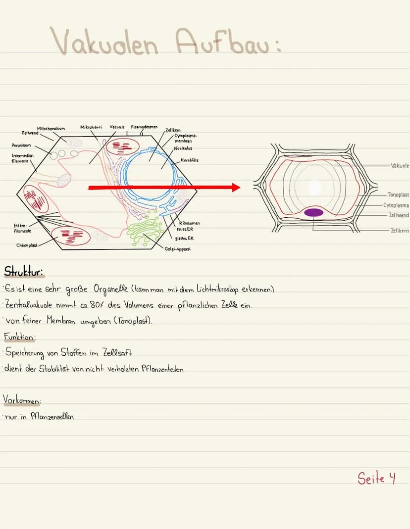 Klausurubung:
1.2.3
4
Der Zellkern
Vakuole
Chloroplasten
Mitochondrium
5
6
7
8 Golgi-Apparat
9 Procyte & Eucyte
10 Eukaryoten
11 Prokaryoten