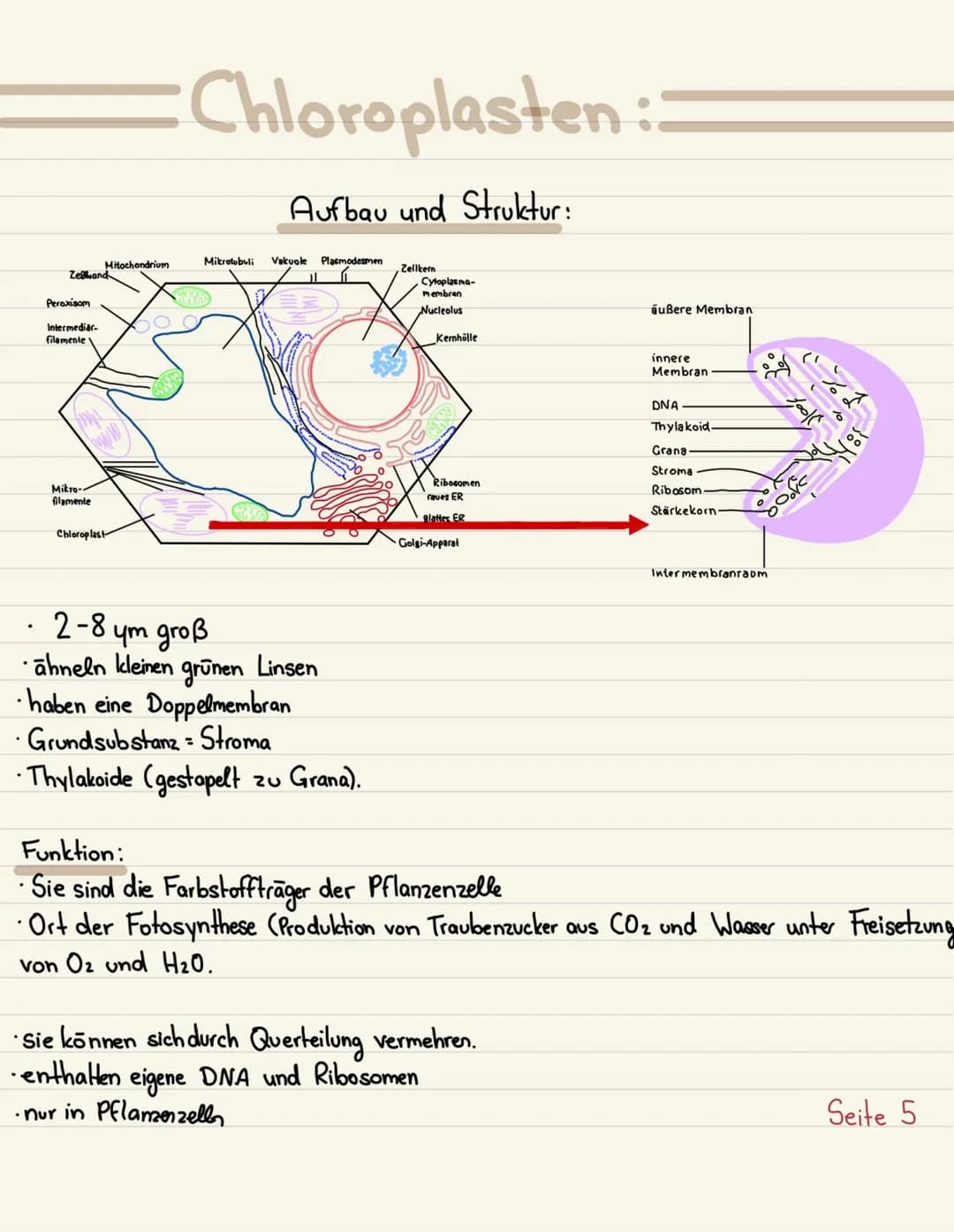 Klausurubung:
1.2.3
4
Der Zellkern
Vakuole
Chloroplasten
Mitochondrium
5
6
7
8 Golgi-Apparat
9 Procyte & Eucyte
10 Eukaryoten
11 Prokaryoten