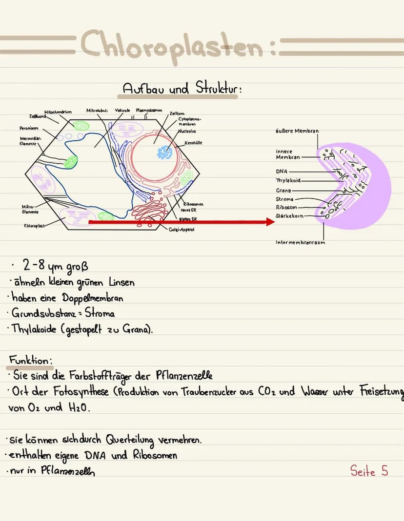 Klausurubung:
1.2.3
4
Der Zellkern
Vakuole
Chloroplasten
Mitochondrium
5
6
7
8 Golgi-Apparat
9 Procyte & Eucyte
10 Eukaryoten
11 Prokaryoten