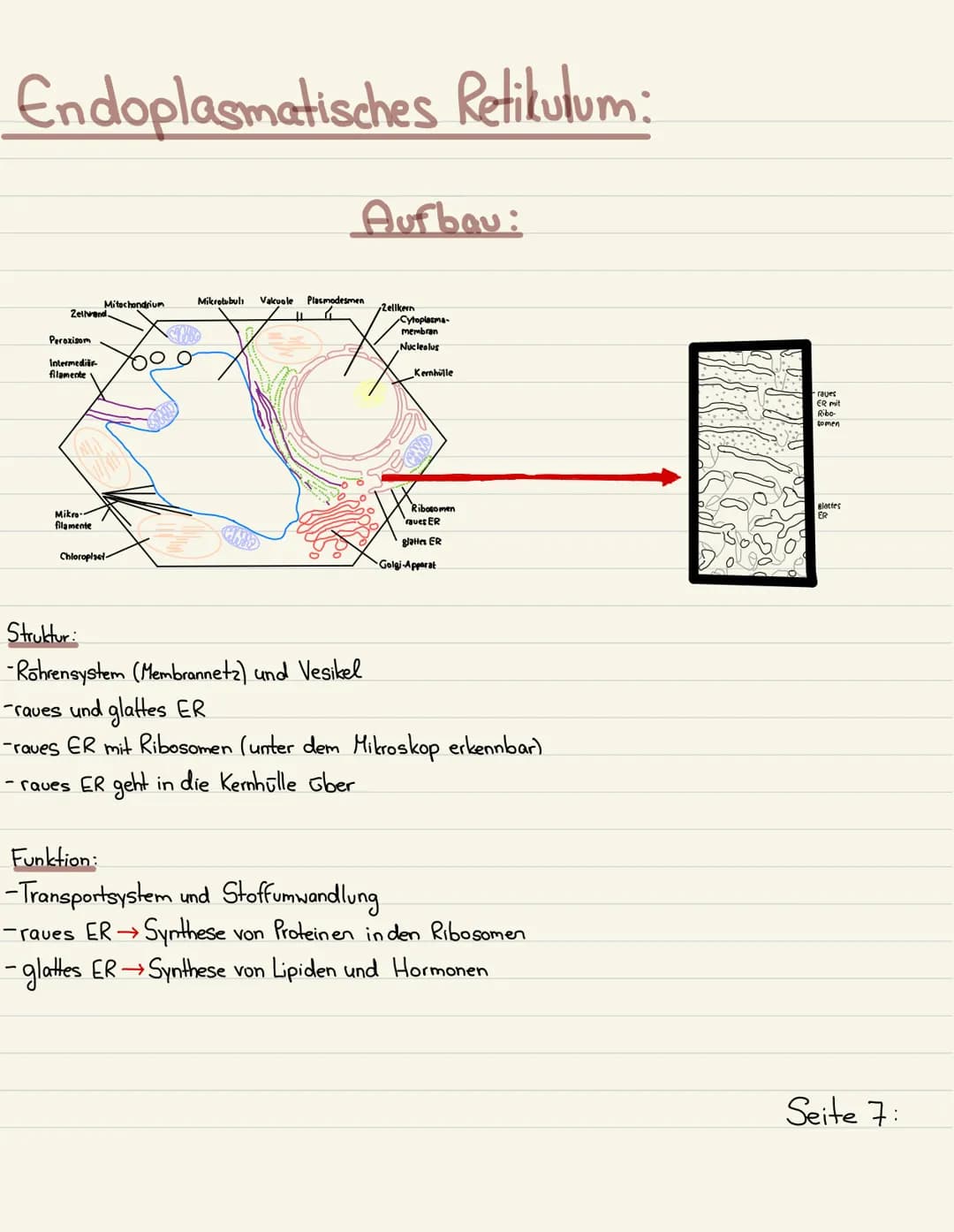 Klausurubung:
1.2.3
4
Der Zellkern
Vakuole
Chloroplasten
Mitochondrium
5
6
7
8 Golgi-Apparat
9 Procyte & Eucyte
10 Eukaryoten
11 Prokaryoten