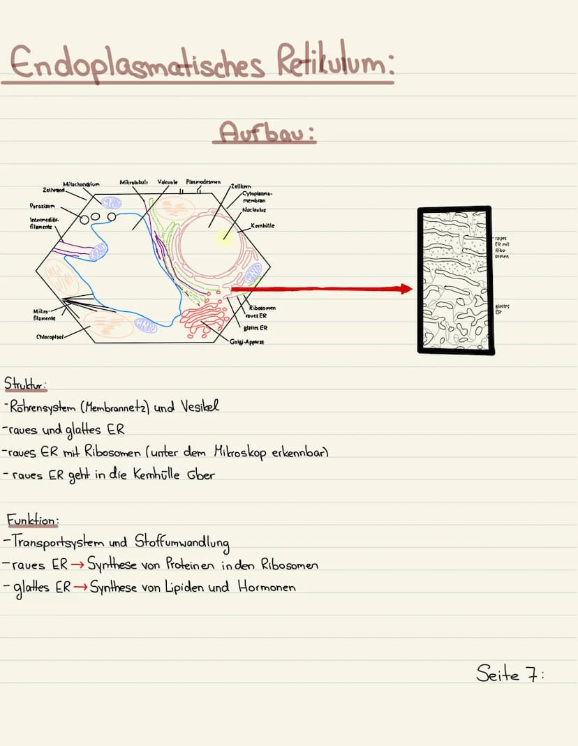 Klausurubung:
1.2.3
4
Der Zellkern
Vakuole
Chloroplasten
Mitochondrium
5
6
7
8 Golgi-Apparat
9 Procyte & Eucyte
10 Eukaryoten
11 Prokaryoten