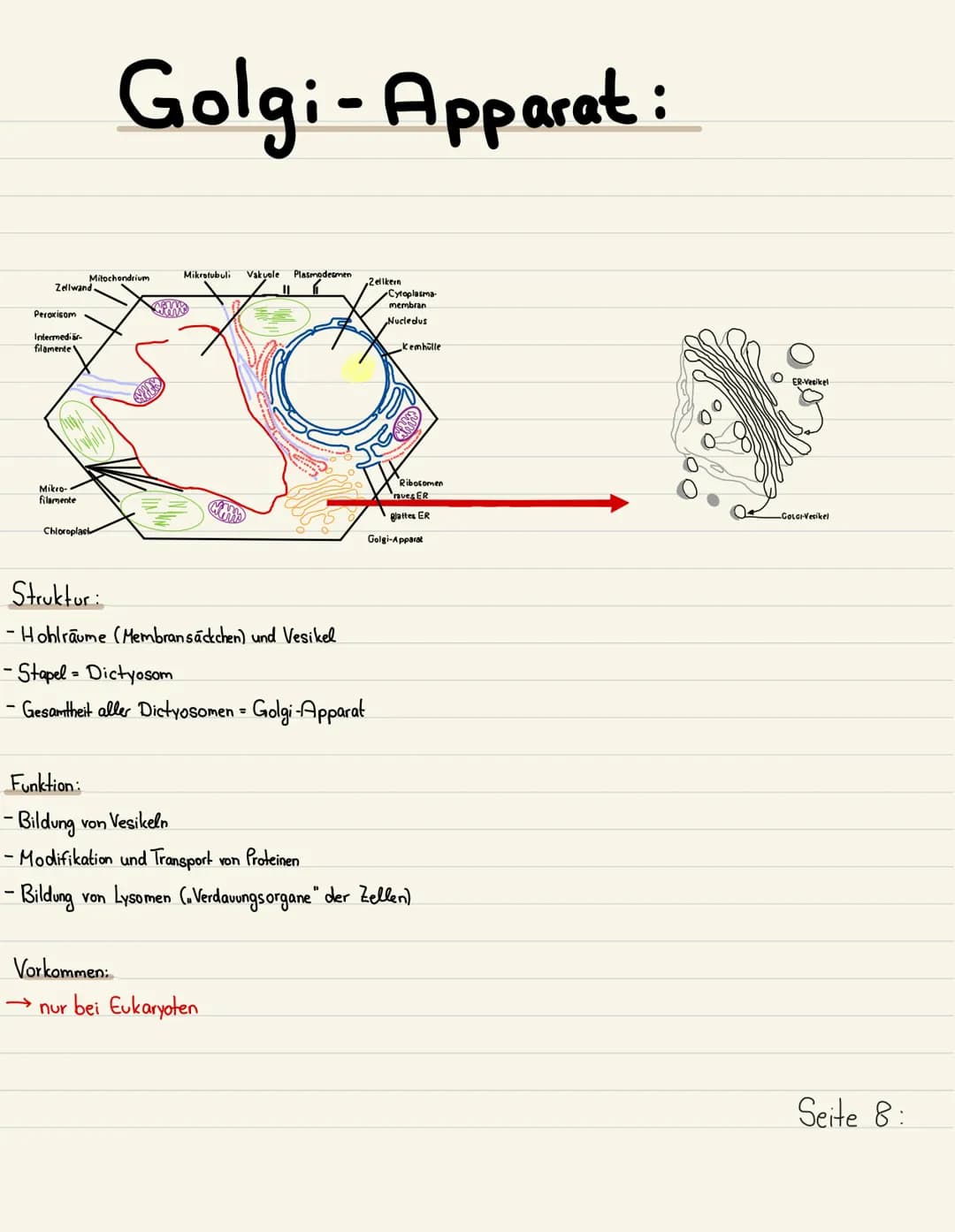 Klausurubung:
1.2.3
4
Der Zellkern
Vakuole
Chloroplasten
Mitochondrium
5
6
7
8 Golgi-Apparat
9 Procyte & Eucyte
10 Eukaryoten
11 Prokaryoten